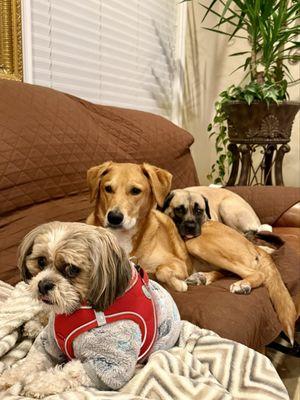 South Orange County Animal Hospital