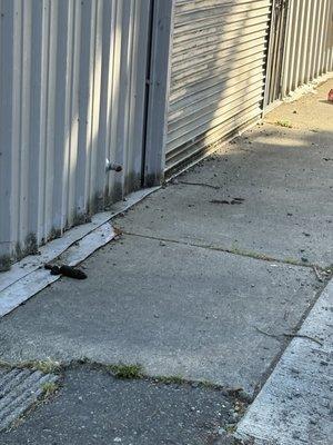 Human feces, black fleet brewery.