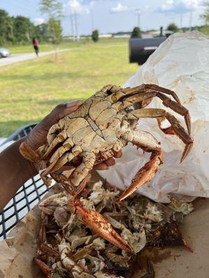 Chez Francois Seafood