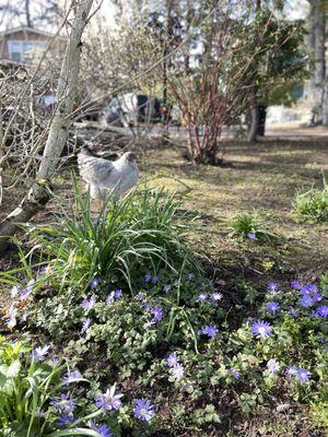 Elite Care - Fanno Creek