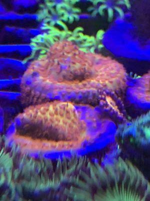 Fintastic Aquariums of Jensen Beach