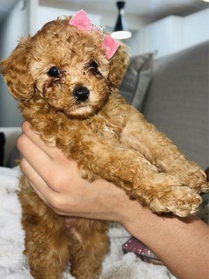 Rolesville Veterinary Hospital - Forestville Crossing