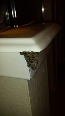 Acme Pest & Termite Control