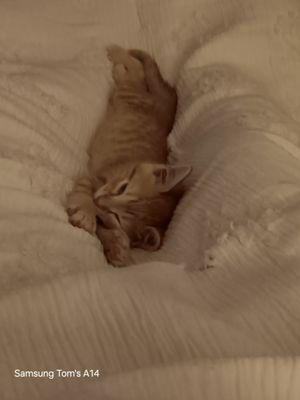 C Adam Toney Tire Pros