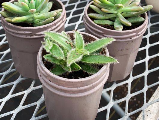 Bultema Farms & Greenhouses
