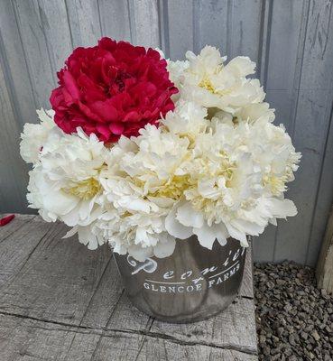 Peonies at Glencoe Farms