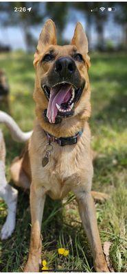 Cause & Effect Dog Training