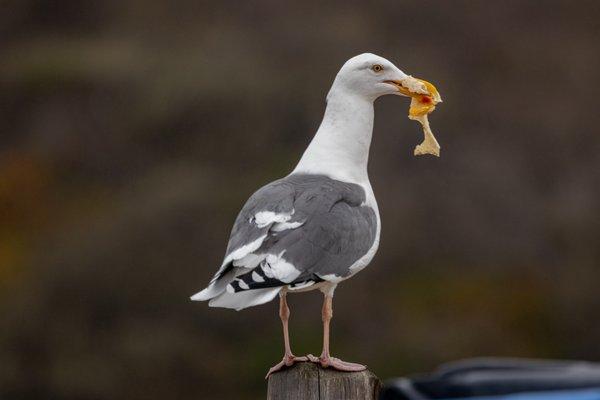 17-mile Drive Seal Point