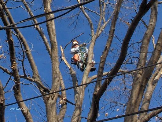 Total Tree Service
