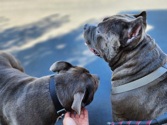 Happy Sue-per Doggy Care