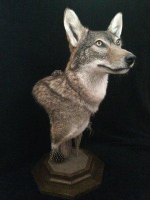 Precision Taxidermy