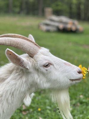 Frederick Farm Goat Rescue and Sanctuary