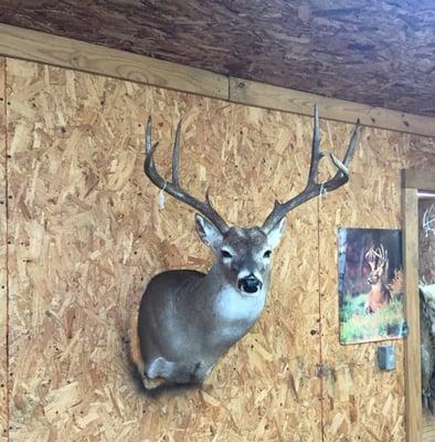 BLAST-N-CAST TAXIDERMY