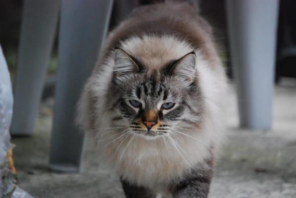 Gus the fearless lizard hunter