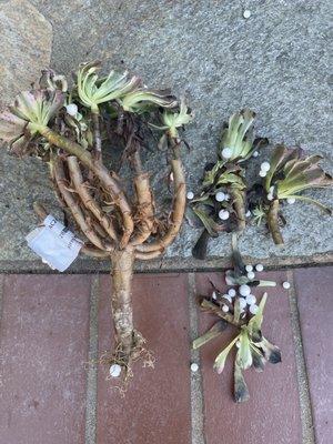 This is what I received after more than a month.