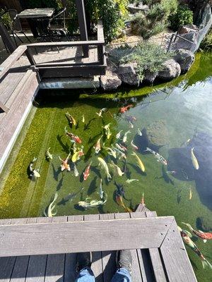 Creative Ponds and Gardens