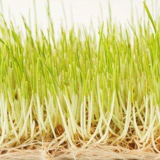 Coastal Microgreens