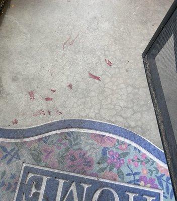 trail of blood from our front door