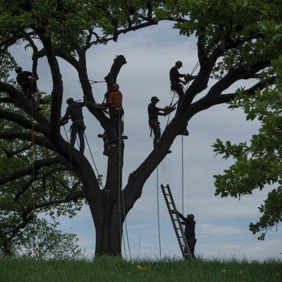Cutright Tree Service