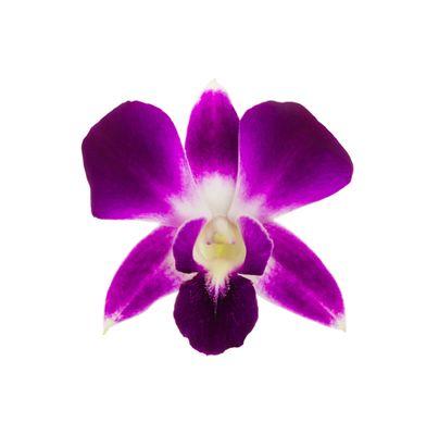 Because the Orchid is the flower world's most exquisite creation, the Orchid is an appropriate representation for the quality of Skin Logic.