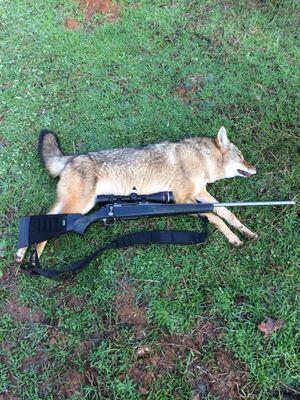 Max Racks Taxidermy