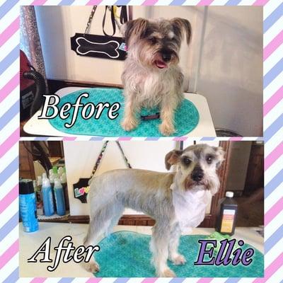 A&A Pet Grooming