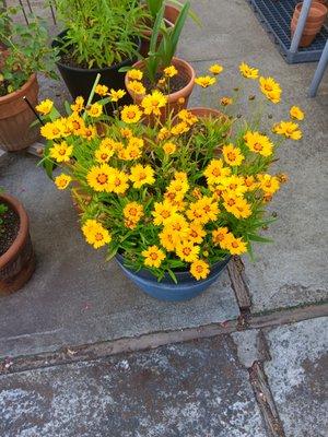 Green Value Facilities Group