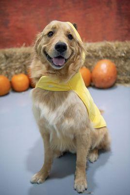 Indy.Hound