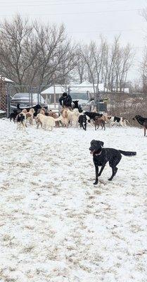 A picture The Snuggery posted on their Facebook page of our dog playing.