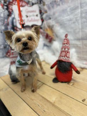 My Sunni, Christmas photo taken by Ms. Hannah