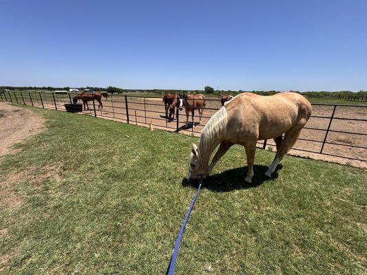 Triple Cross Ranch