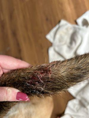 Natural Breed Kennels Resort