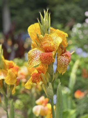 Jungle Paradise Daylilies
