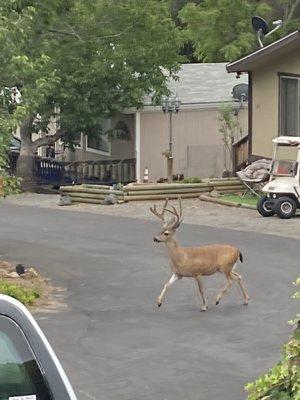 Walnut Cove Mobile Home Park