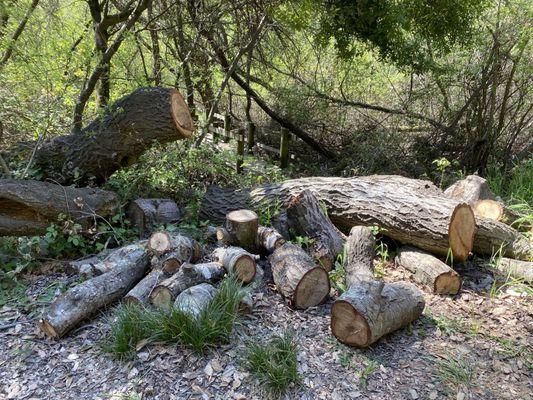 Tree trunks on the side of the walking path
