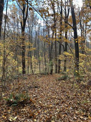 Jenny Jump State Forest