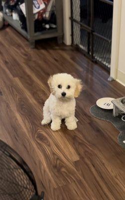 Furry Paws Pet Grooming