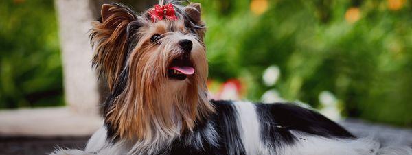 We do our best so that your pup looks its best.