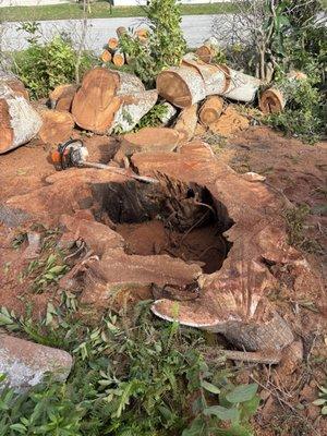 David's Tree & Hedge Service