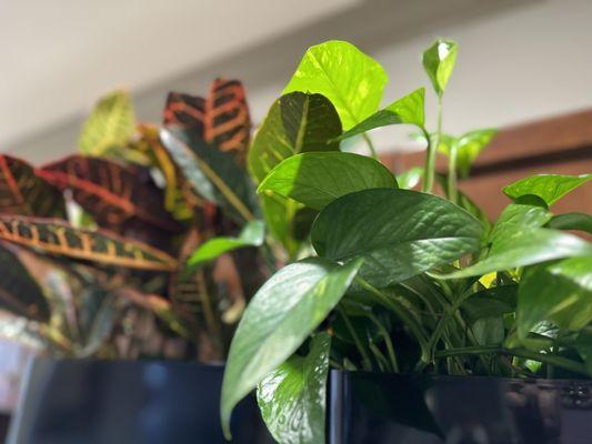 Sycamore Canyon Apartments