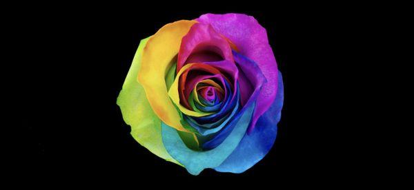Roses rainbuw