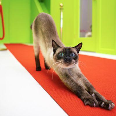 Cat Hotel
Cat Boarding
Cat Daycare
Cat Sitting