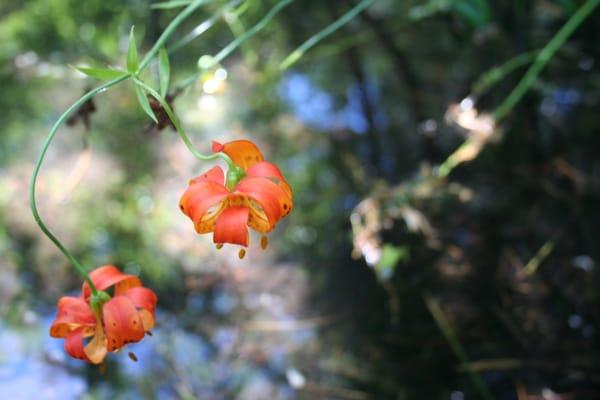 Jenna Rebecca Francesca, LMT - Heal Alaska