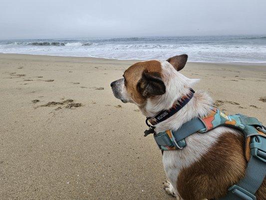 Central Coast Herding Dog Rescue