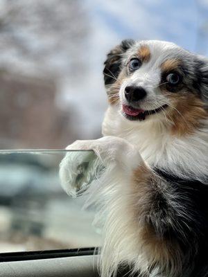 Centereach Animal Hospital