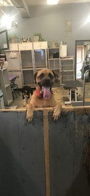 Amandas Pet Grooming