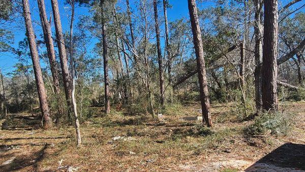 JW Palm Tree Services