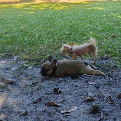 John Gorrie Dog Park at Riverside Park