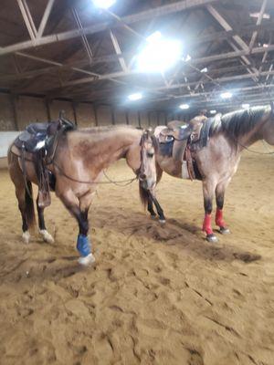 My two stallions father and son raised on Star Mills