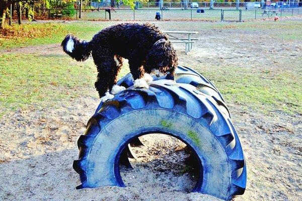 Tractor tires to climb or run through.